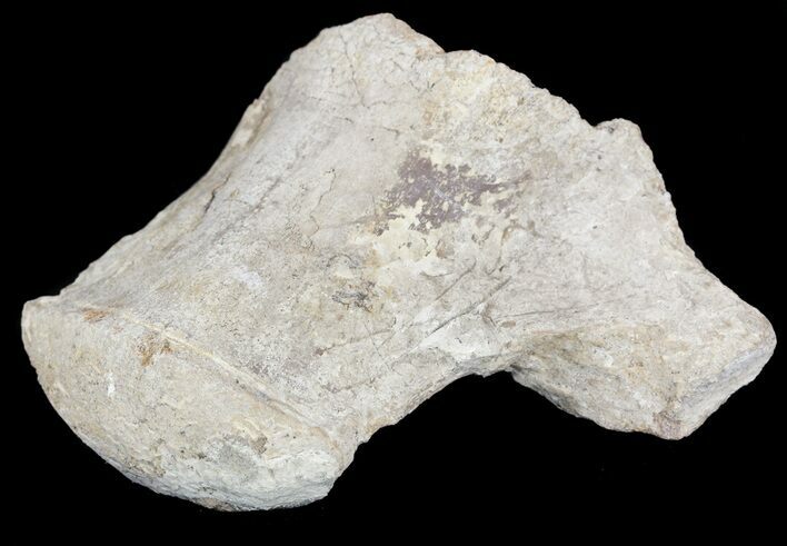 Mosasaur (Platecarpus) Dorsal Vertebrae - Kansas #54514